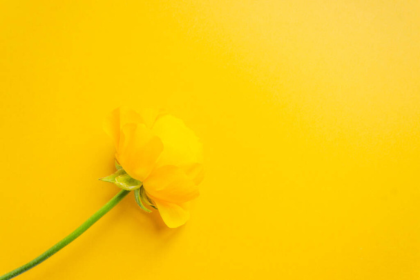 Одинокий красивый желтый цветок раннункула с зеленым стеблем, изолированный на желтом фоне. Пасхальная открытка. - Фото, изображение