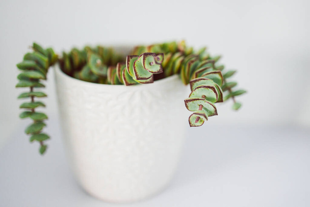 crassula succulent plant in white pot indoor on shelf surrounded by white walls in minimalist composition, concept of indoor gardening and house plants - Foto, immagini