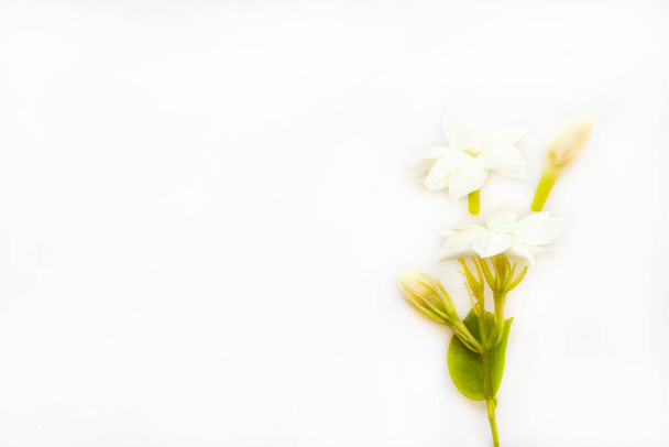 white flowers jasmine local flora of asia arrangement flat lay postcard style on background white - Foto, imagen
