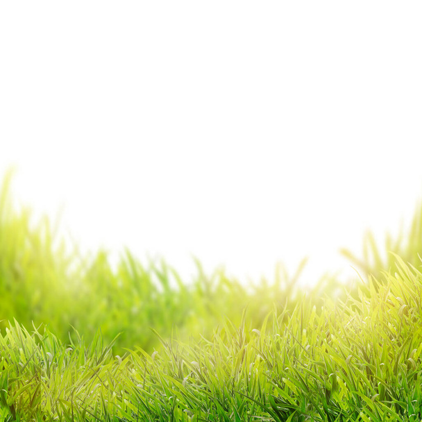 Grünes Gras, isoliert auf weißem Hintergrund - Foto, Bild