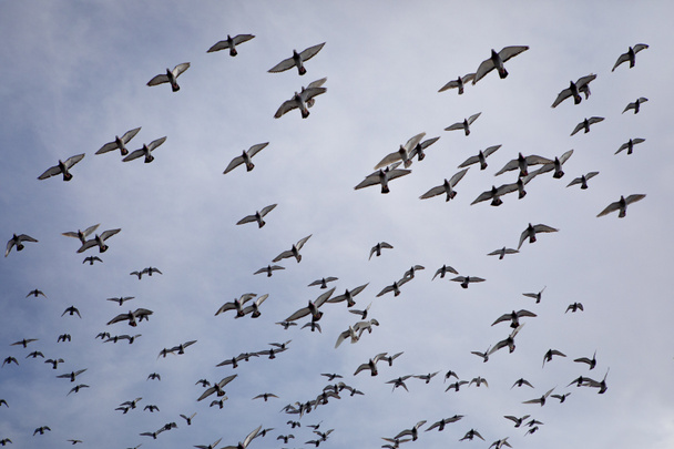 Mavi bulutlu gökyüzünde uçan hız yarış güvercini sürüsü - Fotoğraf, Görsel