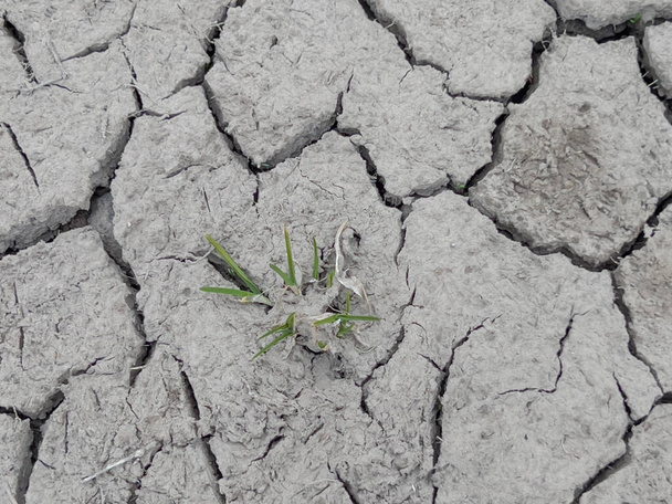 Toprağın çamurlu yüzeyinin bir parçası arka plan olarak kuraklıkla çatladı. - Fotoğraf, Görsel