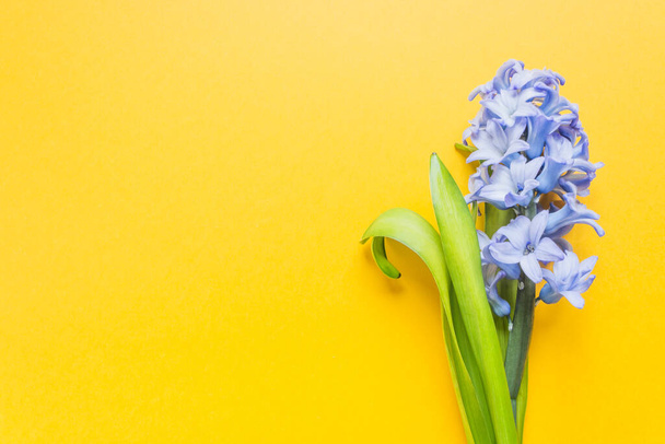 Egyetlen kék jácintvirág zöld levelekkel, sárga alapon elszigetelve. Tavaszi virág. Kék és sárga színek nemzeti zászló Ukrajna. Hagyd abba!. - Fotó, kép