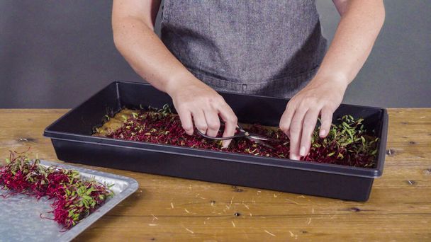 Harvesting radish microgreens from the propagation tray with scissors. - Foto, afbeelding