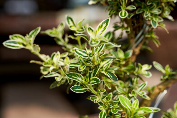 Close-up of a small tree potted plant in the garden - Foto, Imagen