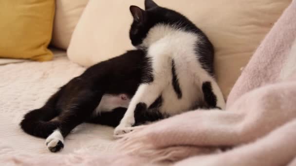 Těhotná kočka leží na pohovce a čistí si kožešinu - Záběry, video