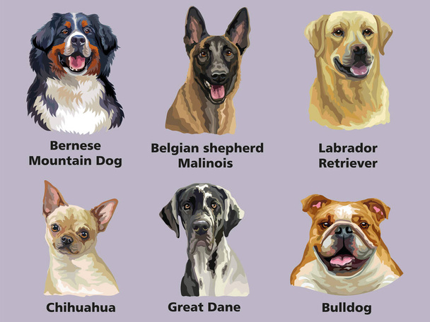 Állítsa be a színes reális vektor portrék kutyák fajták. Vektor izolált illusztráció. Chihuahua, nagyszerű dán, malinois, labrátor retriever, bulldog. Nyomtatáshoz, dekorációhoz, tervezéshez, kártyákhoz, matricákhoz, pólókhoz - Vektor, kép