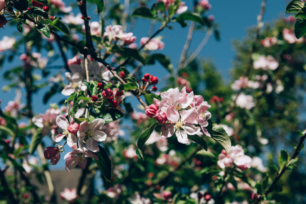 Blooming apple tree with pink flowers and fresh green leaves against blue sky on sunny day during spring. Close-up macro in nature outdoors. - 写真・画像