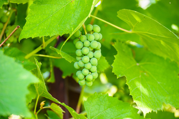 Branch of green grapes - Foto, Bild