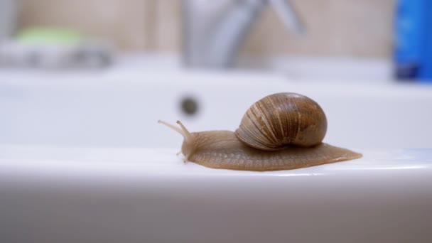 Large Gray British Cat Plays with a Small Snail near Sink in the Bathroom. 4K - Footage, Video