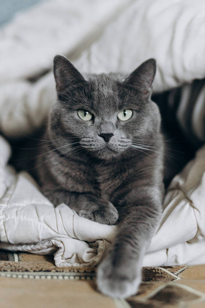 Серый красивый пушистый кот лежит завернутый в одеяло - Фото, изображение