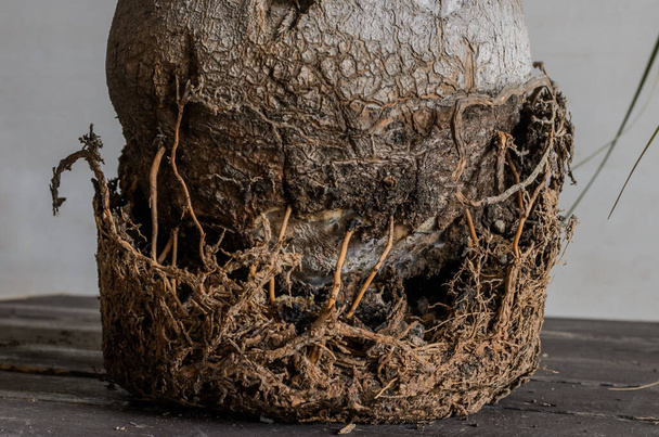 Diseased roots of a room palm tree - Foto, Bild