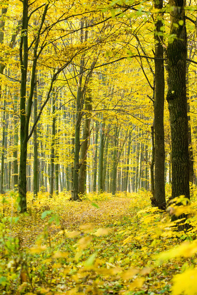Golden autumnal forest with sunbeams - Foto, imagen