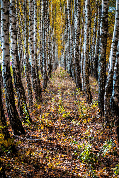 Birch tree alley in autumn forest. Nature background - 写真・画像