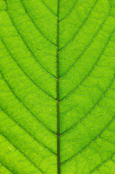 Textura de una hoja verde como fondo - Foto, Imagen