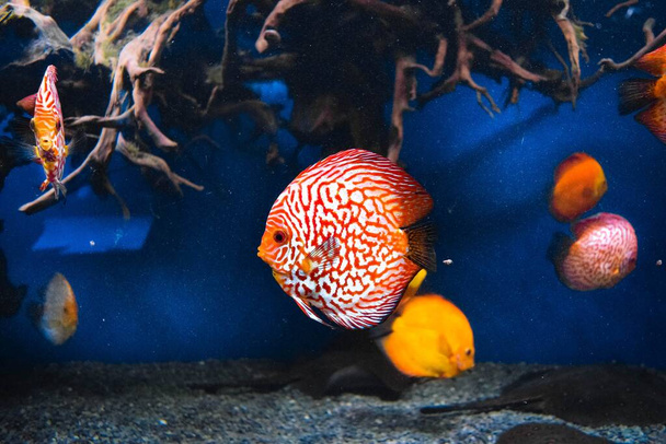 Colorful underwater world of little creatures - Foto, imagen