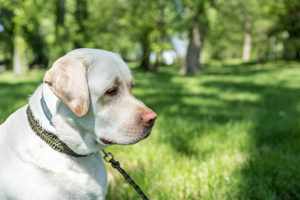 Portrait close up head of a golden or white Labrador Retriever dog in the park - Zdjęcie, obraz