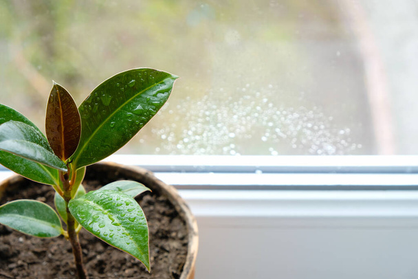 Wasser tropft auf die Blätter des jungen Ficus. Blumen auf der Fensterbank. Zimmerpflanzen-Konzept. Kopierraum. - Foto, Bild