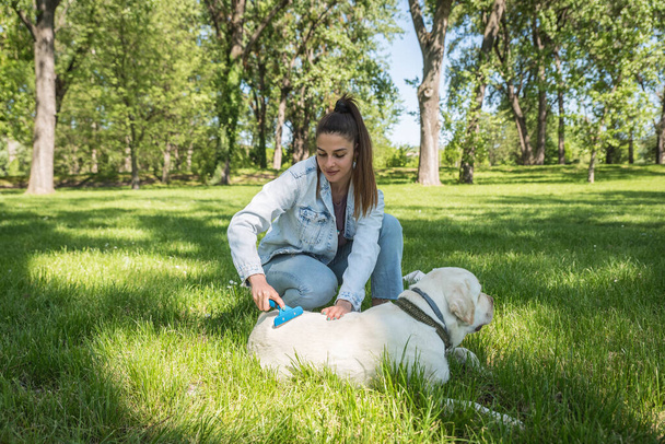 Young beautiful smiling woman grooming her golden or white Labrador Retriever pet dog fur in the park while her dog enjoying - Foto, Bild
