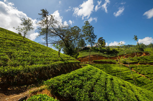 Paysages naturels verts _ plantation de thé sur Sri Lanka - Photo, image