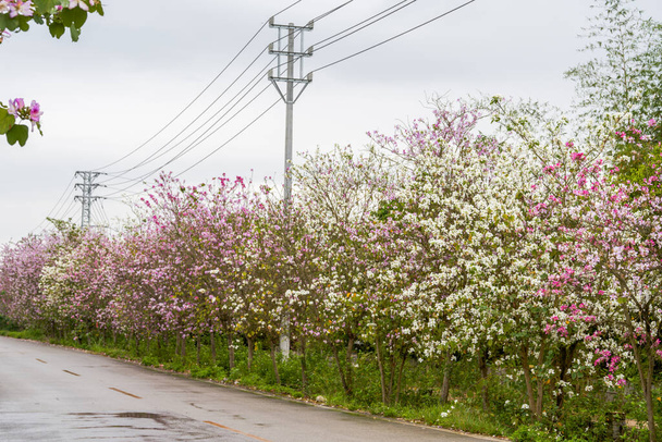 Yolun kenarına ekilmiş güzel Bauhinia çiçeklerinin yakın çekimi. - Fotoğraf, Görsel
