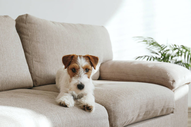 Wire Haired Jack Russell Terrier puppy on the beige textile couch looking at the camera. Small rough coated doggy with funny fur stains sitting on the sofa at home. Close up, copy space, background - Foto, Imagem