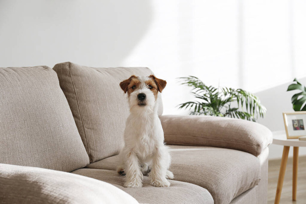 Wire Haired Jack Russell Terrier puppy on the beige textile couch looking at the camera. Small rough coated doggy with funny fur stains sitting on the sofa at home. Close up, copy space, background - Foto, afbeelding