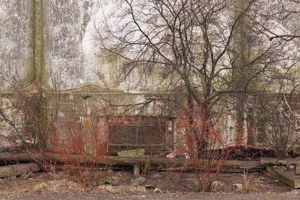 Straszne przerażające szczegóły betonowego muru z gołymi drzewami w atmosferyczny, ponury dzień - Zdjęcie, obraz