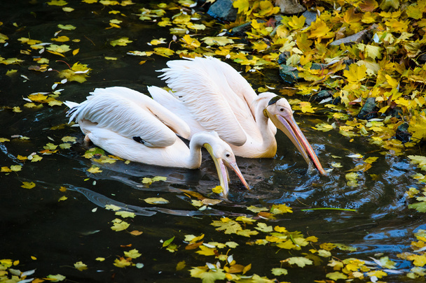 White Pelicans in water - Foto, imagen