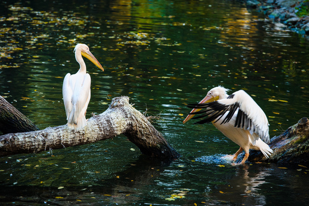 White Pelicans near water - Foto, imagen