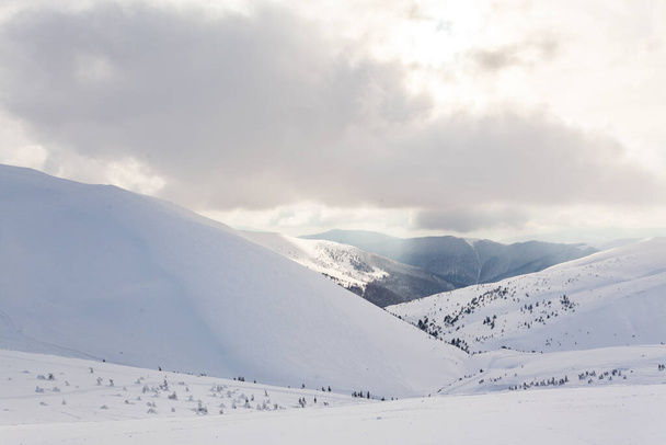 Jäädytetty lumen peittämä kuusimetsä talvipäivän lumisateen ja harmaan taivaan jälkeen. Karpaattien vuoret, Ukraina - Valokuva, kuva