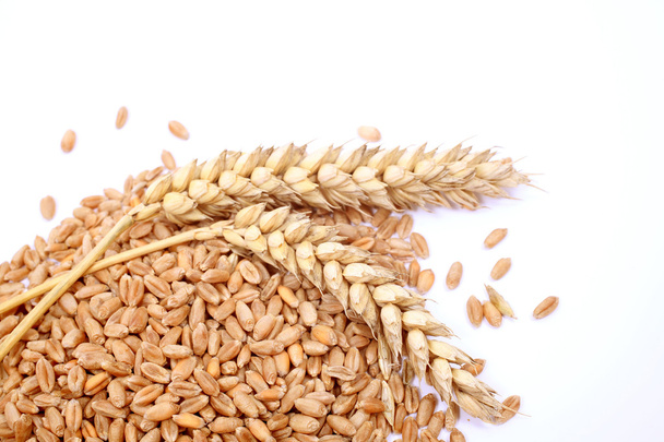 小麦の穀物と穀物のスパイク。白い背景に分離された小麦. - 写真・画像