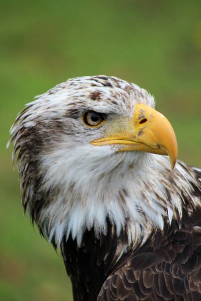 Female Bald Eagle With Turned Head - Photo, Image