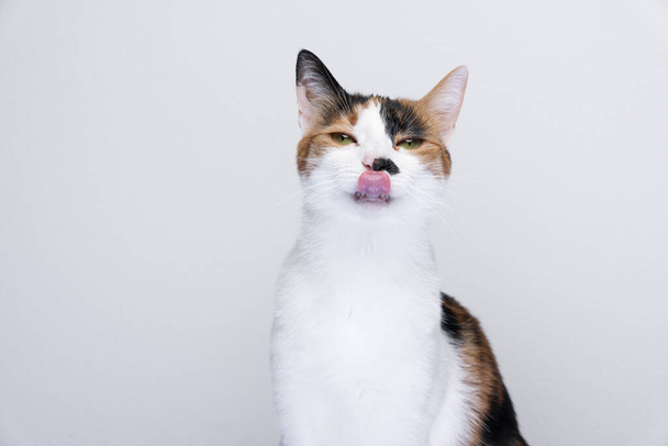 Muotokuva nälkäinen kissa nuolee huulet valkoisella taustalla - Valokuva, kuva