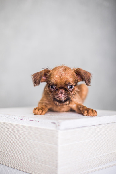 Nice little puppy on a white box - Photo, Image