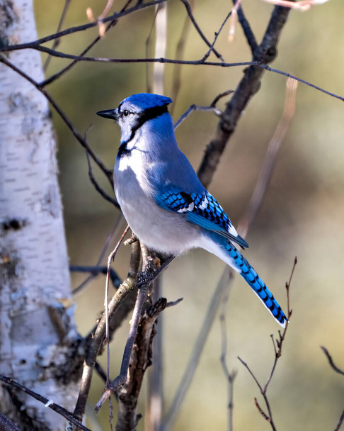 Blue Jay bird close-up perched on a birch tree branch with a blur forest background in the forest environment and habitat surrounding displaying blue feather plumage wings. Picture. Portrait. - 写真・画像