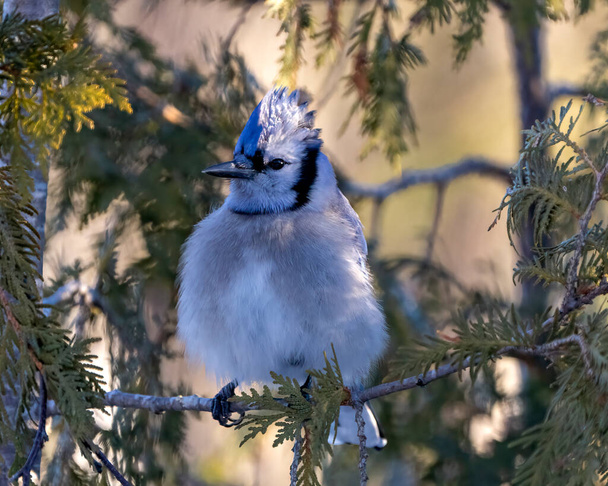 Blue Jay bird close-up perched on a cedar tree branch with a blur forest background in the forest environment and habitat surrounding displaying blue feather plumage wings. Picture. Portrait. - Фото, изображение