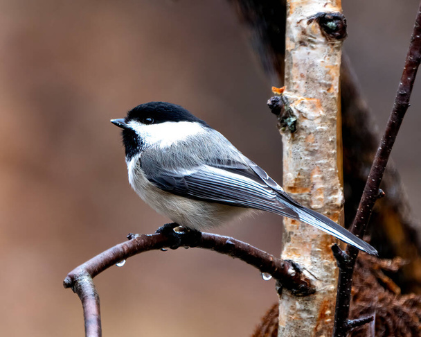 Chickadee close-up profile view perched on a birch branch with blur background in its environment and habitat surrounding.  - Foto, imagen