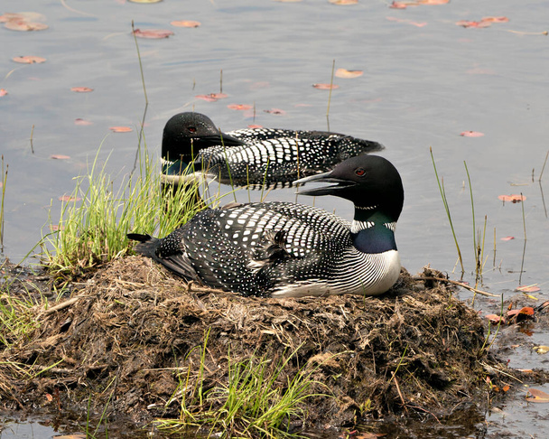 Loon couple nesting and guarding the nest  by the lake shore in their environment and habitat with a blur water background. Loon Nest Image. Loon on Lake. Loon in Wetland. Picture. Portrait. Image. Photo.  - 写真・画像