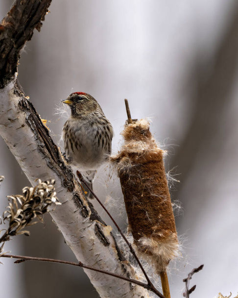 Sondage rouge Vue en gros plan du Finch en hiver perché sur une branche de bouleau et quenouille avec un fond flou dans son environnement et son habitat environnant. Photo et image de Finch. - Photo, image
