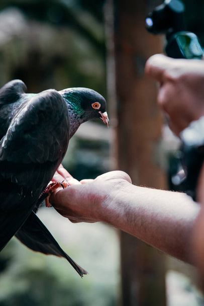 Güvercin bir adamın yemeğinden yiyor.. - Fotoğraf, Görsel