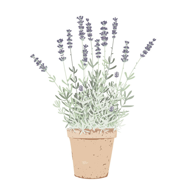 Flat grass potted lavender, isolated vector Illustration. Home garden and decor design element. Healing and cosmetics herb in a pot. Garden Medical plant. Icon for natural and organic products - Vettoriali, immagini