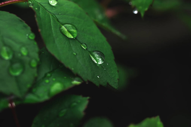Rain droplets on green lead. Environment, spring and summer, garden. Moody background - Фото, зображення