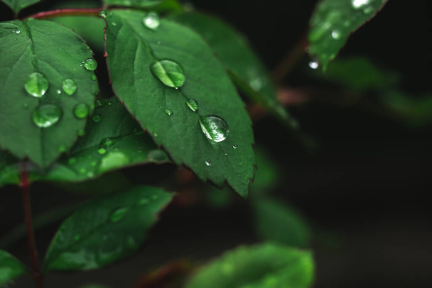 Rain droplets on green lead. Environment, spring and summer, garden. Moody background - Valokuva, kuva