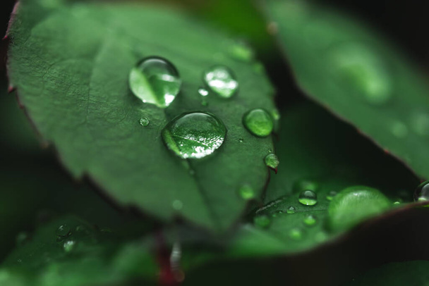 Rain droplets on green lead. Environment, spring and summer, garden. Moody background - Photo, Image