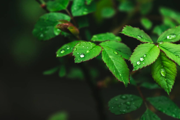 Rain droplets on green lead. Environment, spring and summer, garden. Moody background - Photo, image