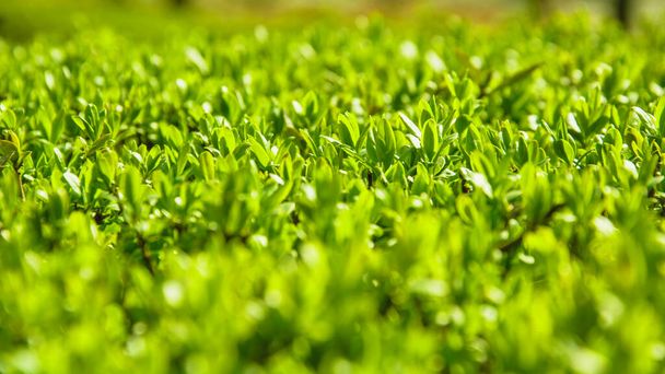Όμορφο πράσινο θάμνο με μικρά φύλλα την άνοιξη στο πάρκο - Φωτογραφία, εικόνα