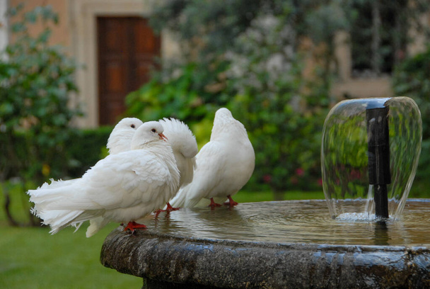 イタリアの庭の噴水の白いハト - 写真・画像