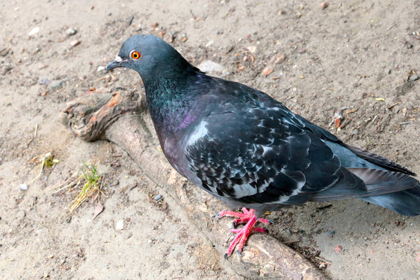 A pigeon sits on the root of the tree. Close-up of a pigeon. - 写真・画像