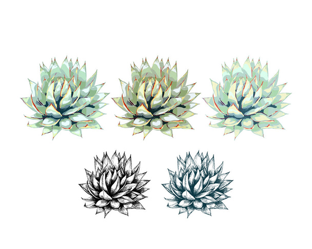 20_blue agave graphic illustration, a set of images of blue agave, the main ingredient of tequila, sketch on a white background, drawing of an agave cactus, side view, black and white, colored - Vecteur, image